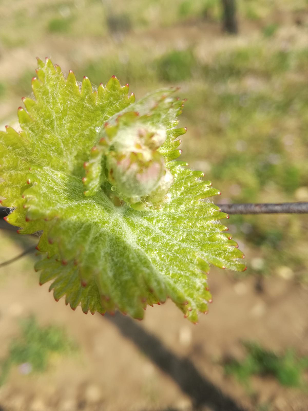 Junge Chardonnay Blätter im Weingut Schwarzbauer